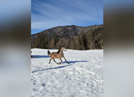 Asil Árabe, Caballo castrado, 3 años, 155 cm, Tordo