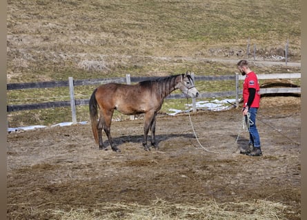 Asil Árabe, Caballo castrado, 3 años, 155 cm, Tordo