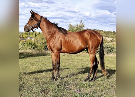 Asil Árabe, Semental, 3 años, 150 cm, Castaño oscuro