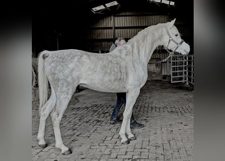 Asil Araber, Hengst, 5 Jahre, 155 cm, Schimmel