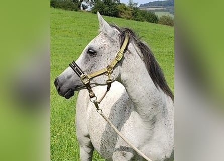 Asil Araber, Stute, 9 Jahre, 153 cm, Schimmel