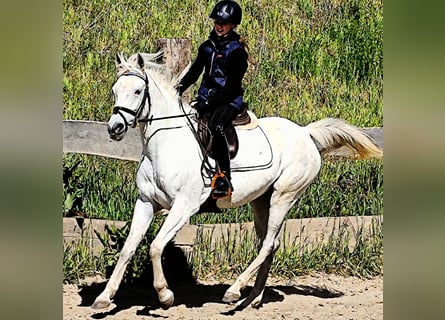 Asil Araber, Stute, 9 Jahre, 155 cm, Schimmel