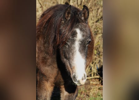 Asil Araber, Wallach, 2 Jahre, 152 cm, Kann Schimmel werden