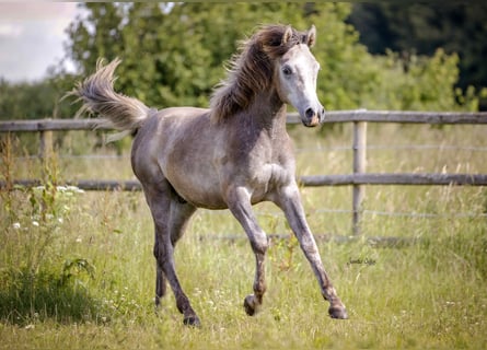 Asil Araber, Wallach, 2 Jahre, 154 cm, Kann Schimmel werden