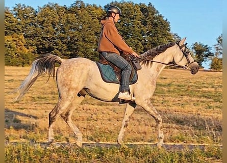 Asil Arabian, Gelding, 10 years, 15 hh, Grey