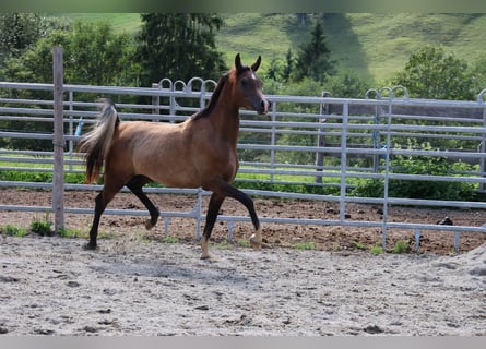 Asil Arabian, Gelding, 2 years, 15.2 hh, Brown Falb mold