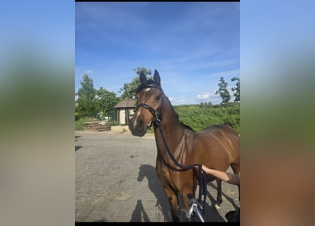 Asil Arabian, Gelding, 4 years, 14,2 hh, Brown
