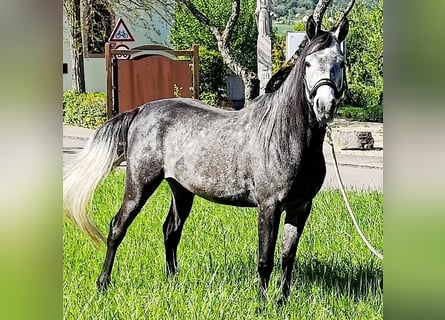 Asil Arabian, Gelding, 4 years, 14,3 hh, Grey-Dark-Tan