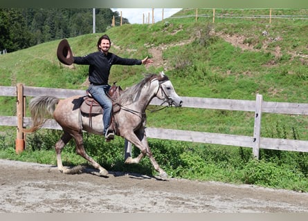 Asil Arabian, Gelding, 4 years, 15.2 hh, Grey-Dapple