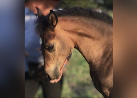 Asil Arabian, Stallion, 1 year, Brown