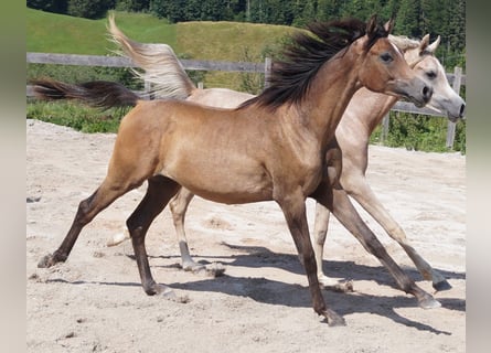 Asil Arabian, Stallion, 2 years, 15.1 hh, Brown Falb mold