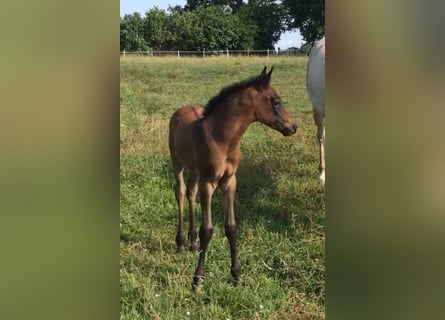 Asil Arabian, Stallion, , Brown