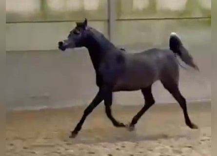 Asil Arabier, Hengst, 4 Jaar, 154 cm, Schimmel