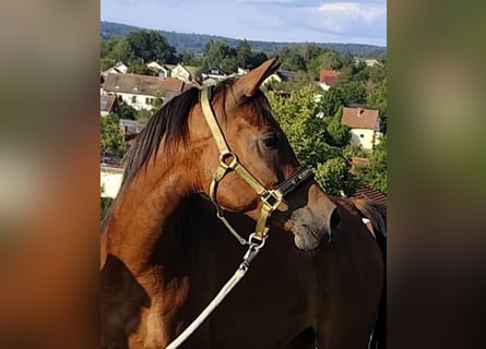 Asil Arabier, Merrie, 7 Jaar, 152 cm, Bruin