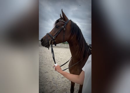Asil Arabier, Ruin, 4 Jaar, 150 cm, Bruin