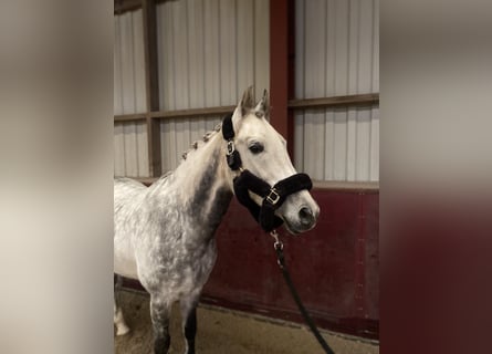 Asil Arabier, Ruin, 9 Jaar, 160 cm, Schimmel