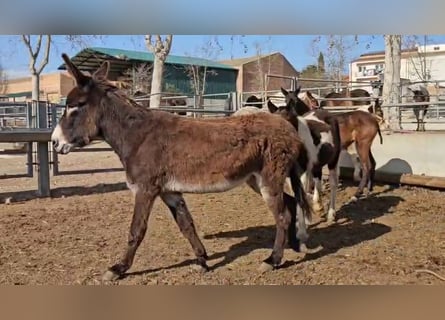 Asini, Castrone, 9 Anni, 152 cm, Morello