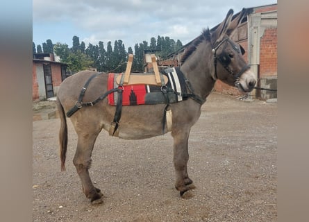 Asini, Giumenta, 11 Anni, 147 cm, Grigio