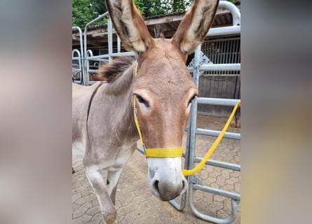 Asini, Giumenta, 17 Anni, 124 cm, Falbo