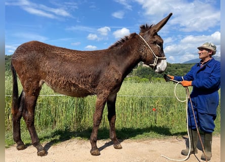 Asini, Giumenta, 2 Anni, 155 cm, Morello