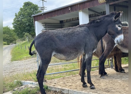 Asini, Giumenta, 3 Anni, 130 cm, Baio scuro