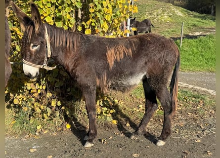 Asini, Giumenta, 3 Anni, 138 cm, Baio scuro