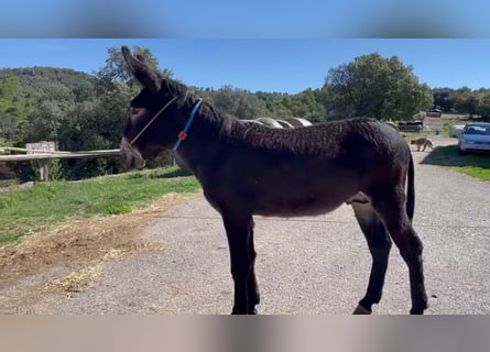Asini, Stallone, 2 Anni, 153 cm, Morello