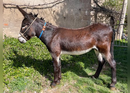 Asini, Stallone, 4 Anni, 151 cm, Morello
