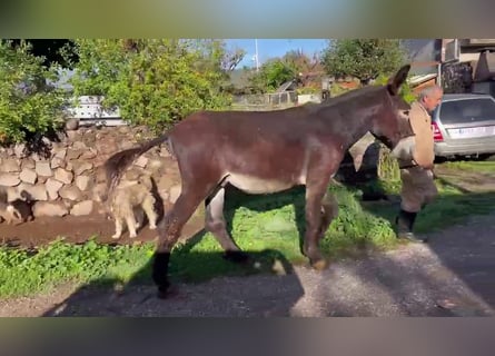 Asini, Stallone, 4 Anni, 155 cm, Morello