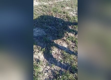 Asini, Stallone, 6 Anni, 151 cm, Morello