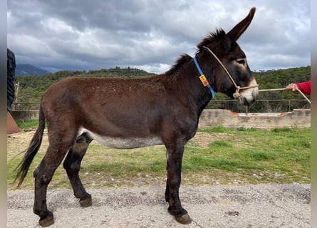 Asini, Stallone, 6 Anni, 152 cm, Morello