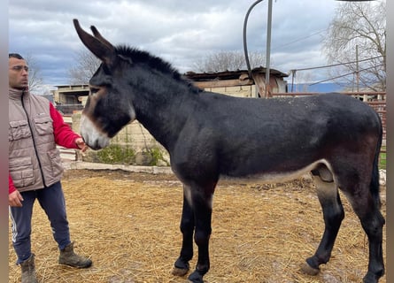 Asini, Stallone, 7 Anni, 153 cm, Morello
