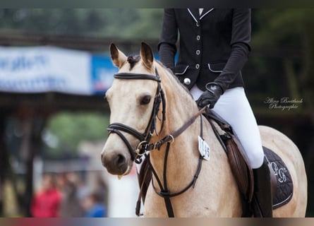 Australisches Pony, Wallach, 17 Jahre, 138 cm, Falbe