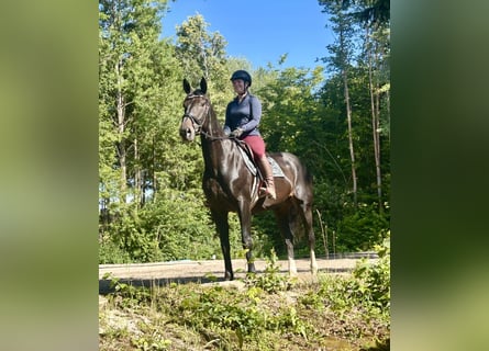Austriacki koń gorącokrwisty, Klacz, 10 lat, 168 cm, Ciemnogniada