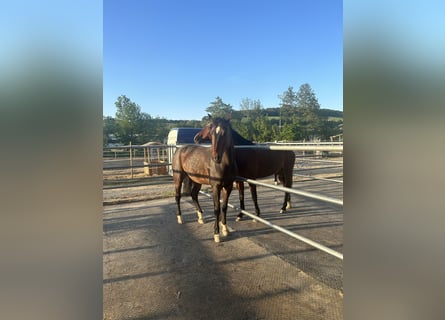 Austriacki koń gorącokrwisty, Klacz, 11 lat, 160 cm, Gniada