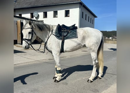 Austriacki koń gorącokrwisty, Klacz, 13 lat, 170 cm, Siwa