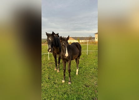 Austriacki koń gorącokrwisty, Klacz, 1 Rok, Ciemnokasztanowata