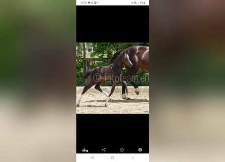 Austriacki koń gorącokrwisty, Klacz, 1 Rok, Kara