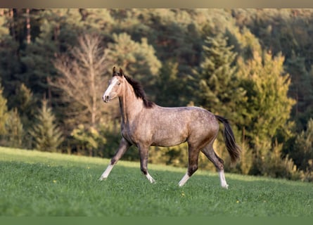 Austriacki koń gorącokrwisty, Klacz, 2 lat, 150 cm, Formy Brown Falb