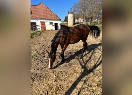 Austriacki koń gorącokrwisty, Klacz, 2 lat, 170 cm, Gniada