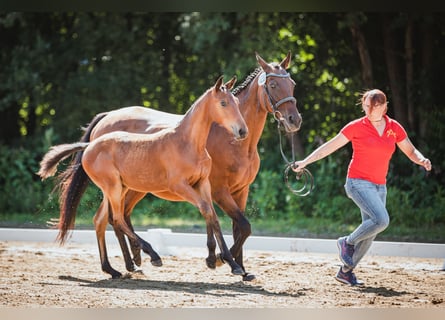 Austriacki koń gorącokrwisty, Klacz, 2 lat, Gniada