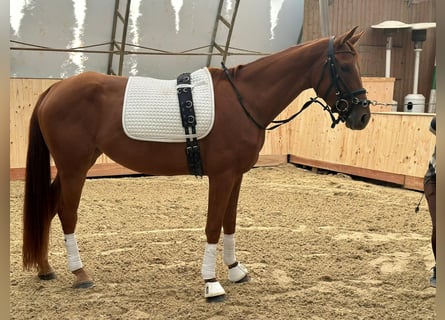 Austriacki koń gorącokrwisty, Klacz, 4 lat, 167 cm, Kasztanowata