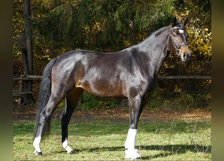 Austriacki koń gorącokrwisty, Klacz, 4 lat, 169 cm, Gniada