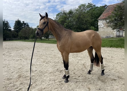 Austriacki koń gorącokrwisty, Klacz, 4 lat, 170 cm, Bułana