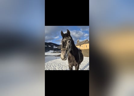 Austriacki koń gorącokrwisty, Klacz, 4 lat, 170 cm, Siwa jabłkowita