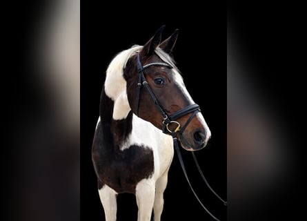 Austriacki koń gorącokrwisty, Klacz, 4 lat, 170 cm, Srokata