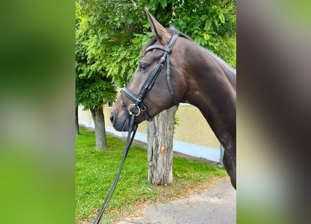 Austriacki koń gorącokrwisty, Klacz, 4 lat, 173 cm, Gniada