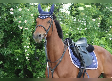 Austriacki koń gorącokrwisty, Klacz, 5 lat, 155 cm, Gniada