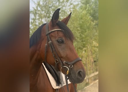 Austriacki koń gorącokrwisty, Klacz, 6 lat, 168 cm, Gniada