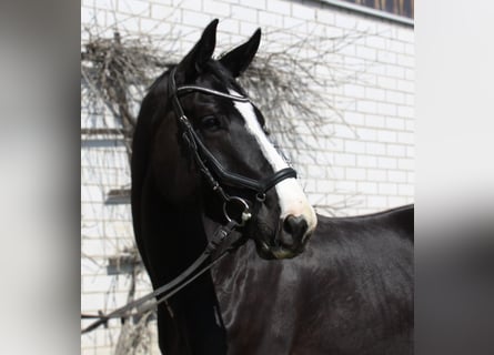 Austriacki koń gorącokrwisty, Klacz, 6 lat, 170 cm, Kara